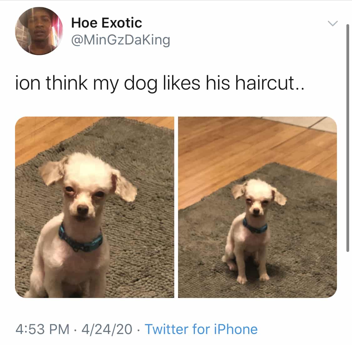 dog cutting