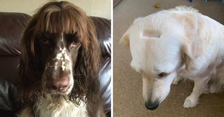 “Before I Give Myself A Quarantine Haircut, I Better Practice On The Dog” (30 Pics)