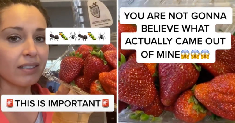 Tiny Bugs Will Crawl Out Of Strawberries If You Wash Them In Salt Water, TikTok Has Discovered