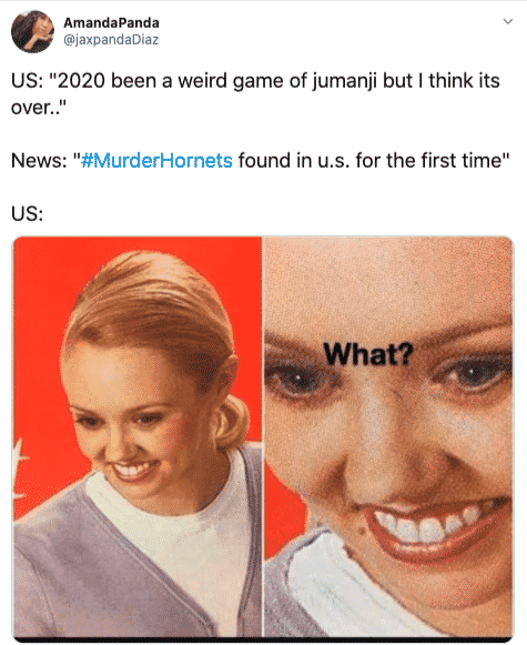 murder hornets memes meme put misery