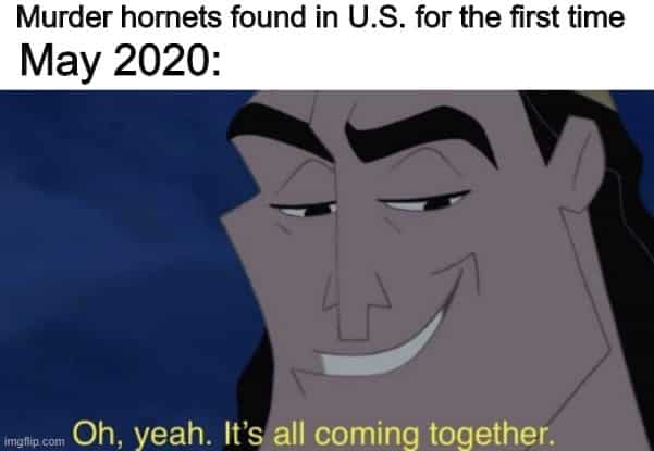 The Murder Hornets Are Here To Put Us Out Of Our Misery (32 Memes)