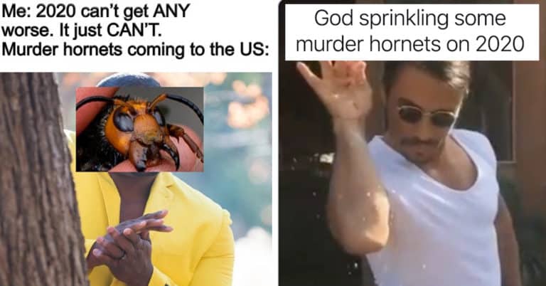 murder hornet meme
