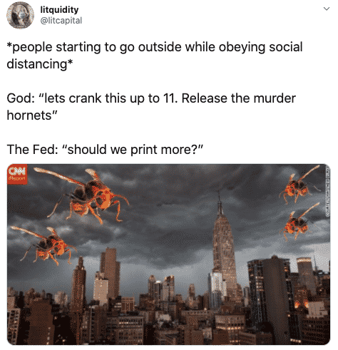 murder hornet meme