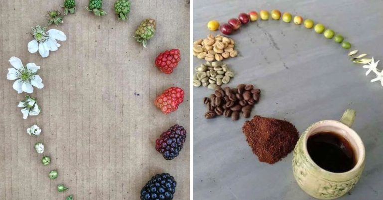People Are Sharing Photos Of Life Cycles From Nature (22 Pics)