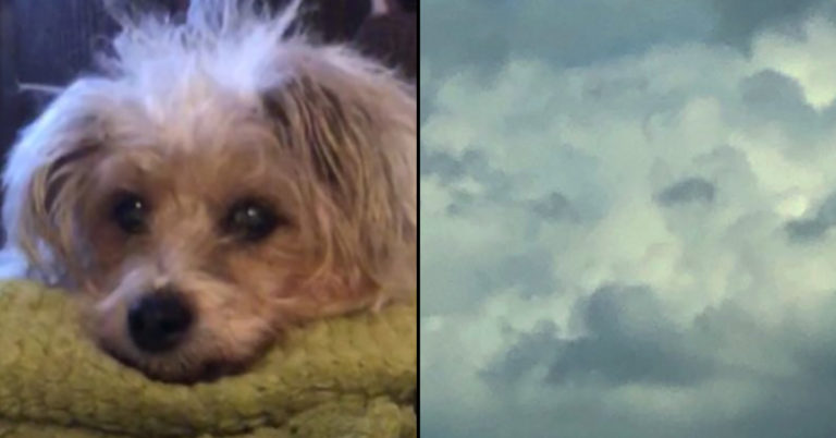 sign from dead pet, sign from deceased pet, sign from past pet, signs from deceased pets, signs from dead pets, signs from past pets, @LLedgeway cloud, @LLedgeway dog, @LLedgeway cloud dog, dog in clouds, sign from pets