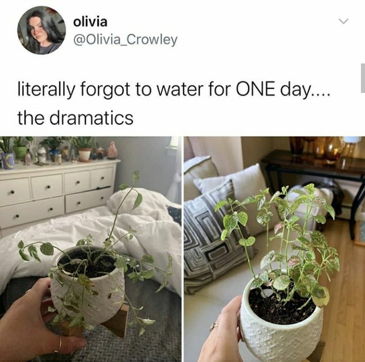 when i don't water my plant for one day meme