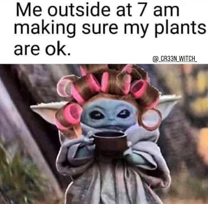 me outside at 7 am making sure my plants are ok meme