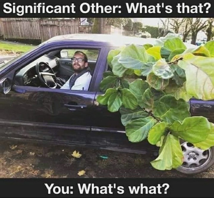 59 Plant Memes You Can’t Accidentally Kill By Casually Neglecting Them