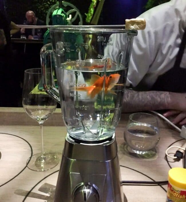 goldfish in blender
