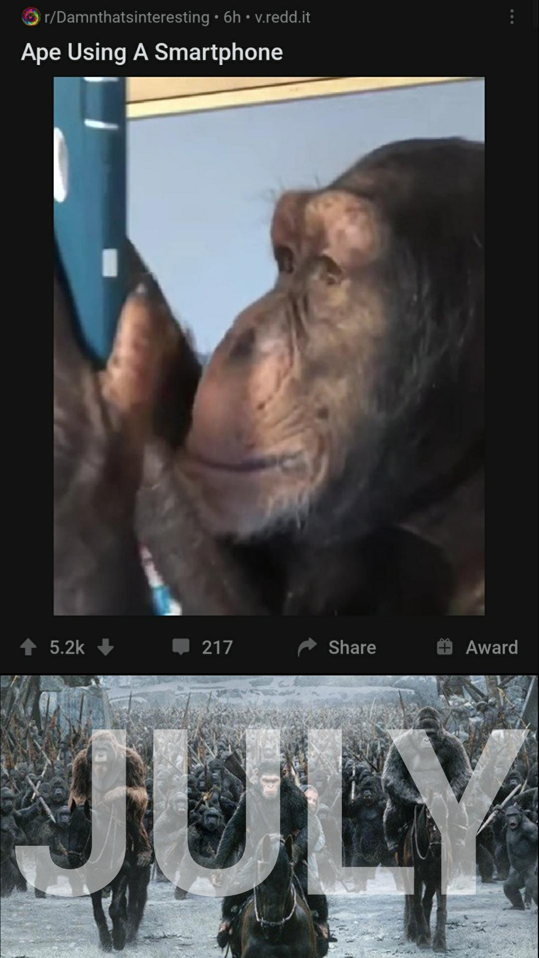 ape using smartphone meme, ape using smartphone 2020 meme