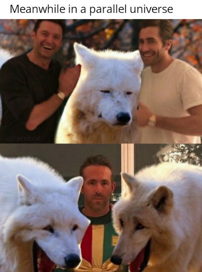 These White Wolves Laughing Memes Are Taking Over (20 Pics) from ruinmyweek...