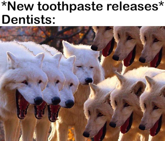 dentist meme, dentist wolves meme, new toothpaste releases meme, new toothpaste meme, new toothpaste wolves meme