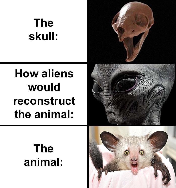 bat alien skull meme, alien bat skull meme