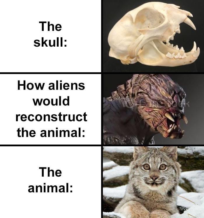 bobcat alien skull, bobcat alien skull meme, alien reconstruction of bobcat, alien bobcat reconstruction
