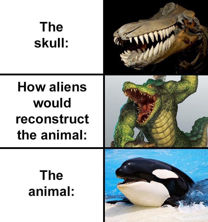killer whale alien skull meme, killer whale alien skull, alien killer whale reconstruction