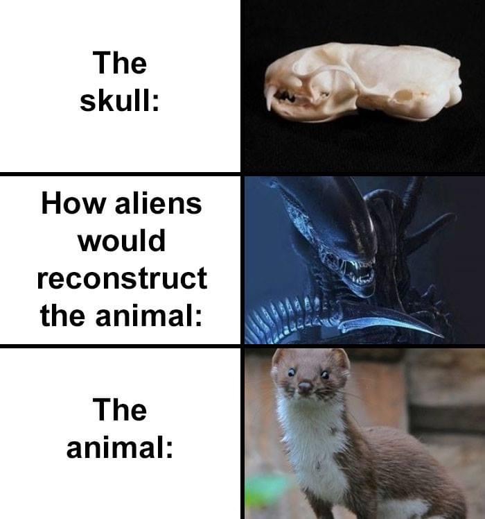 weasel alien skull meme, weasel alien skeleton meme