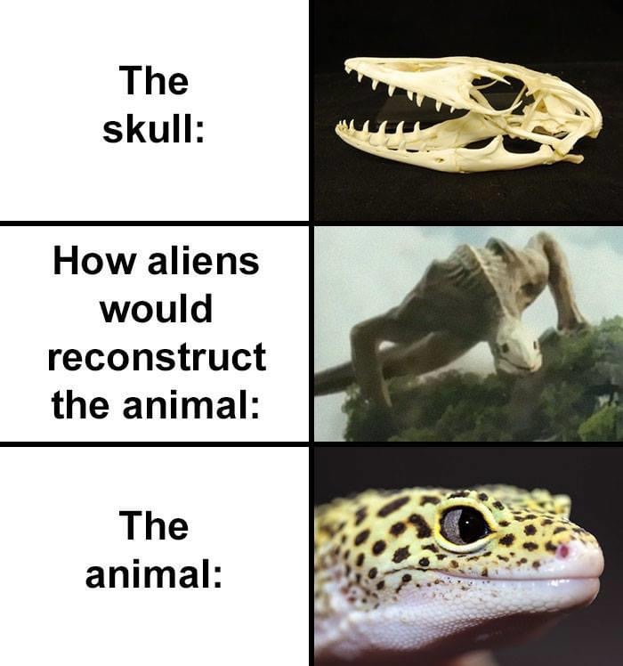 alien newt skull meme, alien skull newt meme, newt alien skull meme, newt alien reconstruction