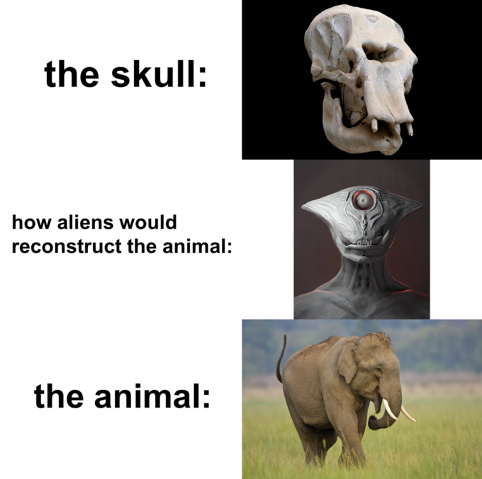 elephant alien skull meme, alien elephant skull meme, alien reconstruction of elephant skull