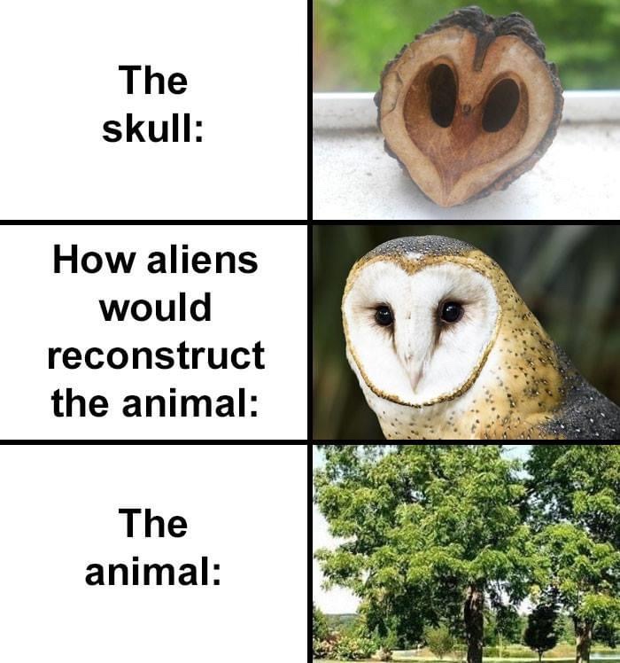 tree seed alien meme, alien tree seed meme, alien tree seed skull meme
