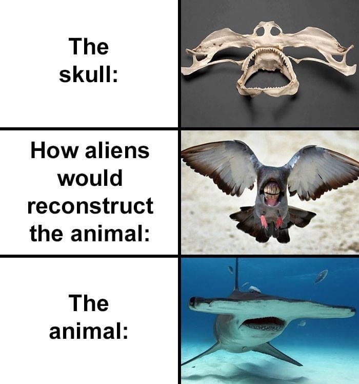 how aliens would reconstruct a hammerhead shark, alien hammerhead shark reconstruction, alien hammerhead shark skull meme, alien skull meme, alien skull memes, what aliens think skulls animals look like, what aliens think skull meme, funny alien skull meme, funny alien skull memes, what aliens think a skull’s animal looks like, what aliens think animals look like, what aliens think animals look like meme, what aliens think animals look like based on their skulls, what aliens think animals look like based on their skull, alien skull reconstruction, alien animal skull reconstruction, alien skull reconstruction meme, alien skull reconstruction memes, alien skull animal reconstructions, alien skeleton meme, alien skeleton memes
