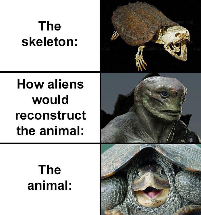 turtle alien skull, turtle alien skull meme, alien turtle reconstruction
