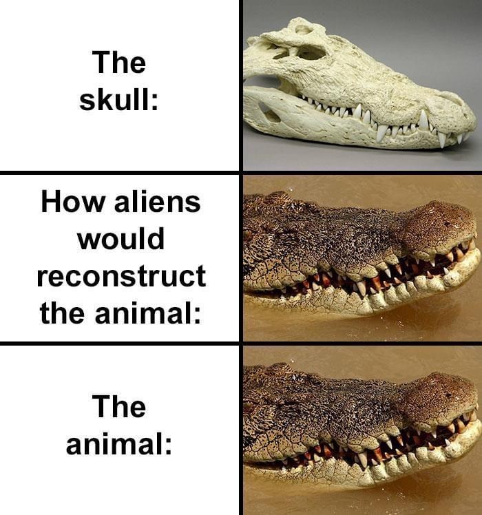 how aliens would reconstruct a crocodile, alien crocodile reconstruction, aliens reconstructing a crocodile, alien crocodile skull meme