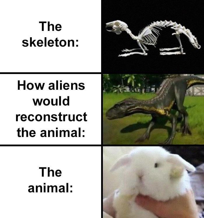 alien rabbit skull meme, alien rabbit skull reconstruction