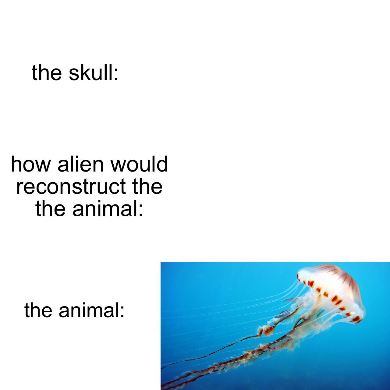 jellyfish skull reconstruction, jellyfish alien skull meme, jellyfish alien skull reconstruction