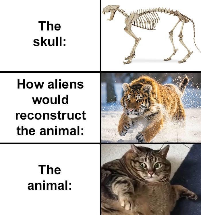 alien cat skull meme, alien cat skeleton meme, alien cat skeleton, alien reconstruction of cat, alien cat reconstruction