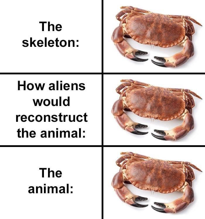 crab alien skull, alien crab skull, alien crab skull reconstruction, alien crab skull meme, alien animal reconstruction