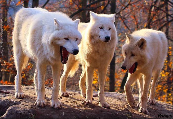 woxys deviantart, woxys deviant art, wolves yawning, white wolves yawning, wolves yawning woxys, woxys wolves yawning, woxys deviant art wolves, white wolves deviantart, woxys wolves, wolves look like their laughing, wolves that look like their laughing