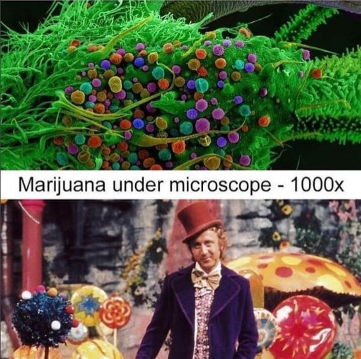 where stoner memes were invented weed meme, funny under the microscope weed meme, funny under the microscope stoner meme, willy wonka stoner meme, willy wonka weed meme, willy wonka cannabis meme
