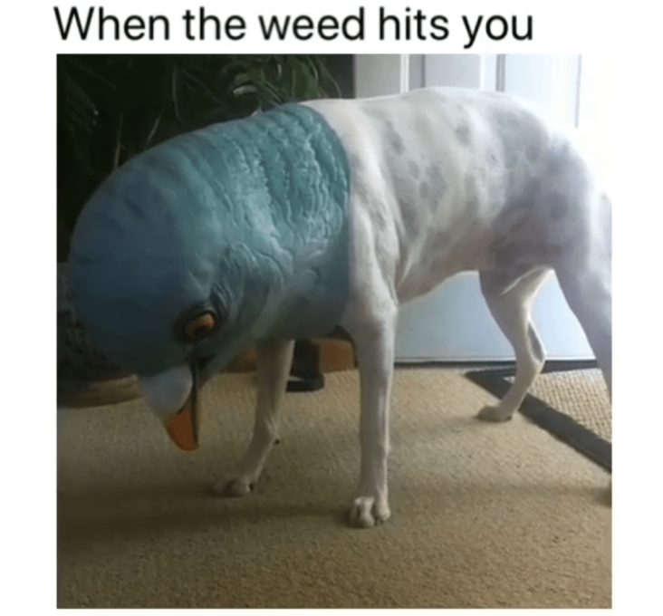 funny bird head stoner meme, bird head on dog stoner meme, funny dog wearing bird head stoner meme