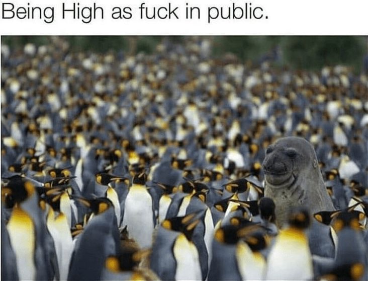 being high in public stoner meme, everybody knows stoner meme, everybody knows weed meme, everybody knows cannabis meme, funny being high in public weed stoner meme