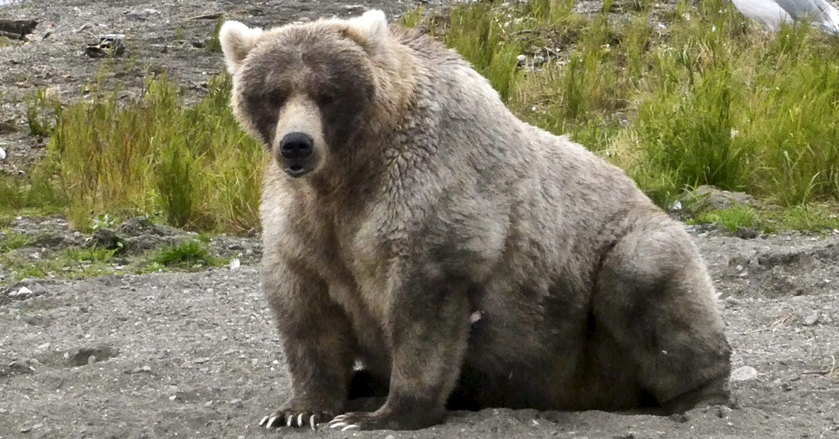 fat bear week, fat bear week 2020