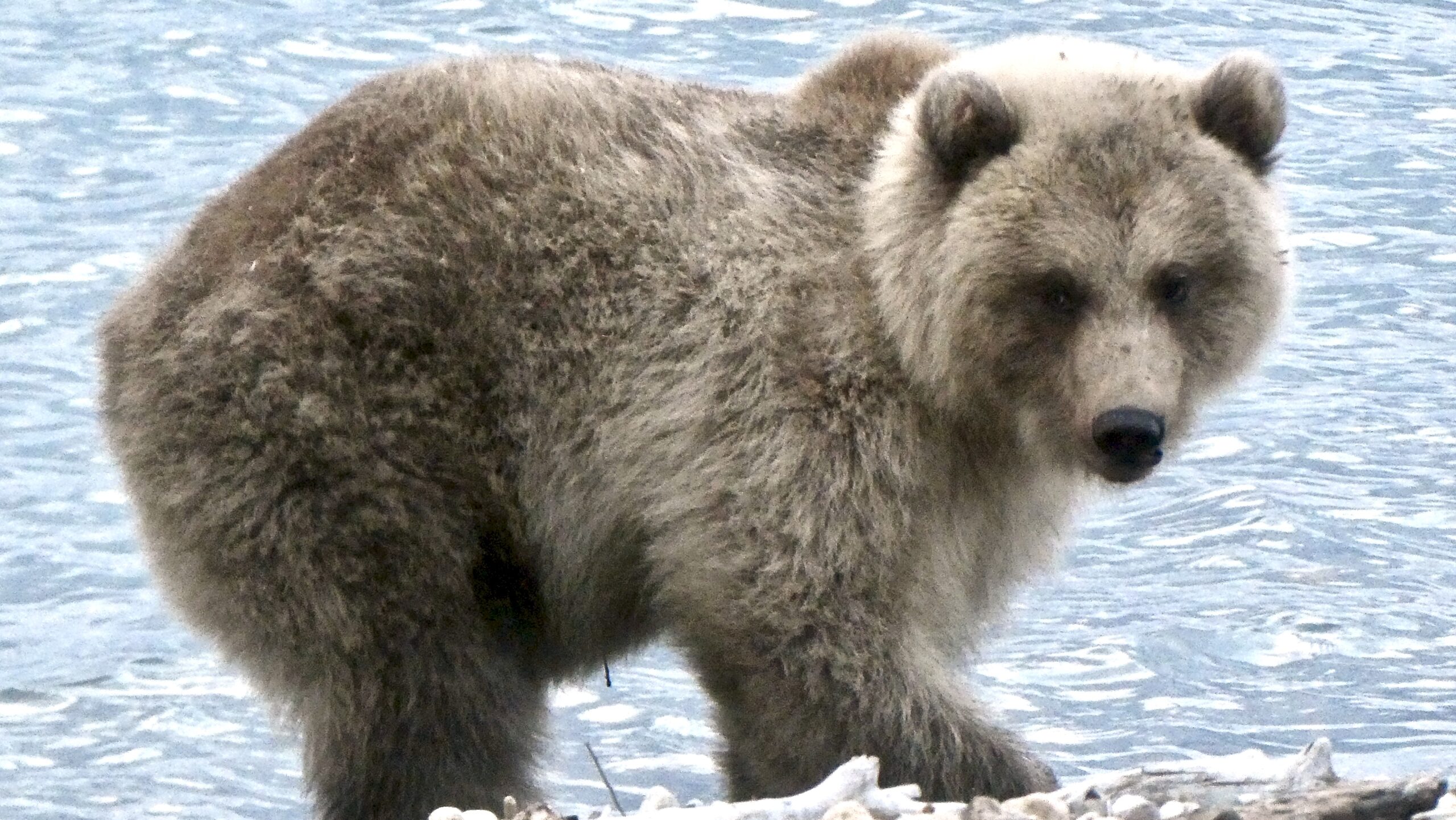 image of bear cub