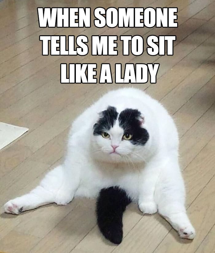 cat sitting feminist meme, funny sit like a lady cat feminist meme, funny cat sitting like a lady feminist meme, funny cat feminist meme