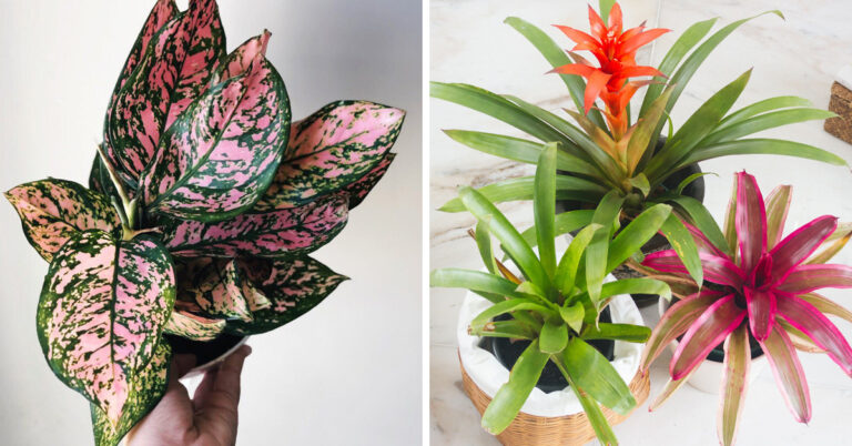 These Plants Are Nearly Impossible To Kill, According To A Viral Twitter Thread (19 Tweets)