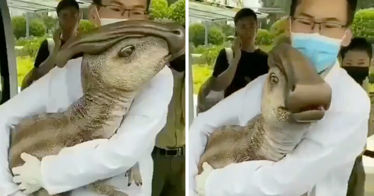 cloned dinosaur, dinosaur clone, cloned dinosaur video, china cloned dinosaur, china dinosaur, china dinosaur video