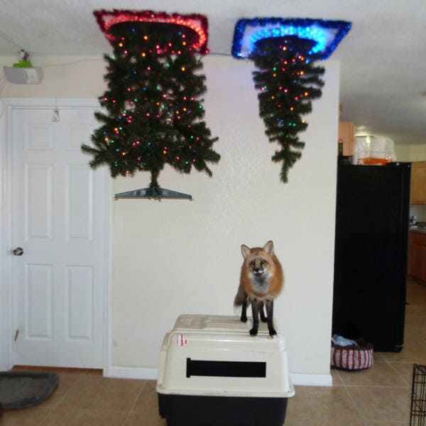 dog proof tree, cat proof tree, Christmas tree protect from pets