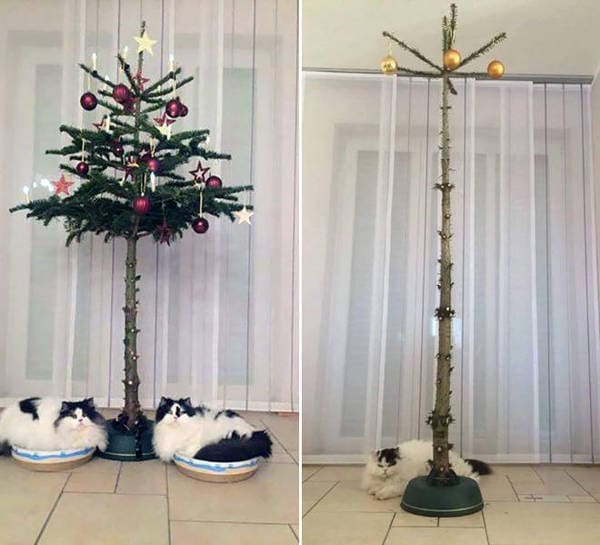 dog proof tree, cat proof tree, Christmas tree protect from pets