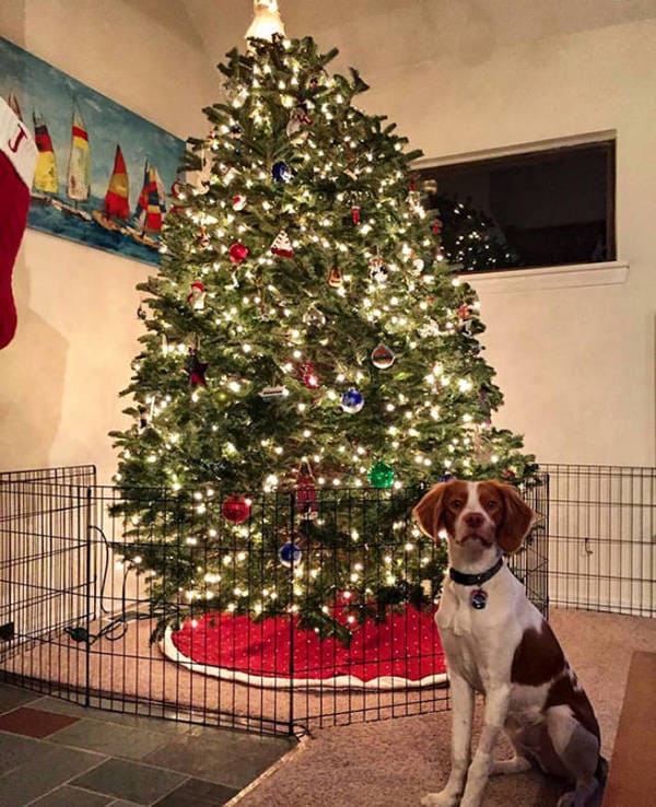 dog proof tree, cat proof tree, Christmas tree protect from pets