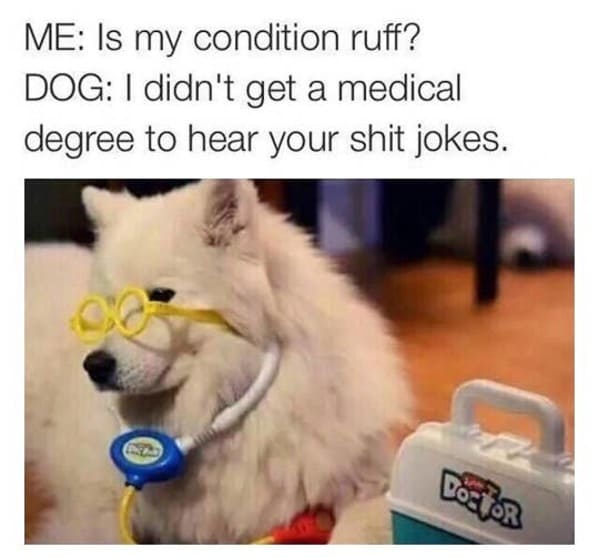 dog meme, dog memes, funny dog meme, funny dog memes, dog meme funny, dog memes funny, funny meme about dogs, funny memes about dogs, hilarious dog meme, hilarious dog memes, dog meme clean, dog memes clean, clean dog meme, clean dog memes, funny dog meme clean, funny dog memes clean, funny clean dog meme, funny clean dog memes