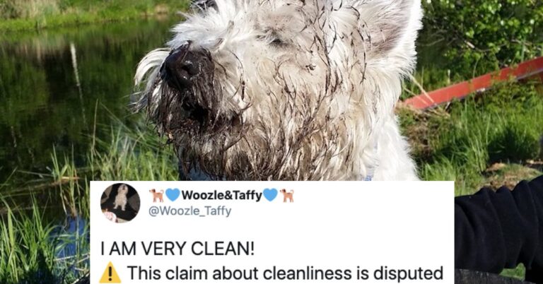 “This Claim Is Disputed” Memes Explode On Twitter (23 Memes)