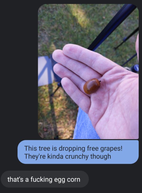 Man holding up a nut of some kind that looks like a grape and someone says that's an egg corn, bone apple tea, funny grammar spelling fail
