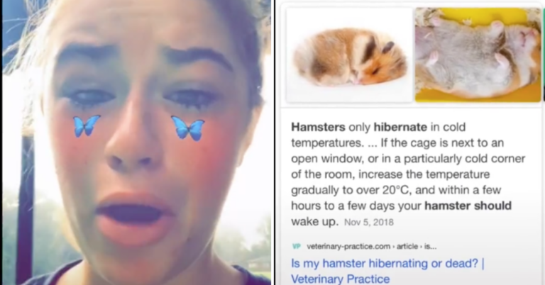 TikToker Accidentally Buries Hamster, Thinking It’s Dead