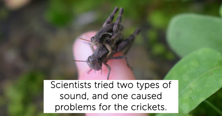 Have You Heard? Human Noise Pollution Is Ruining Sex For Crickets