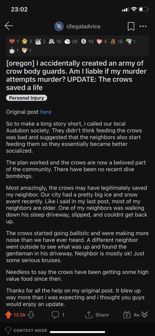 Woman Accidentally Creates Crow Army Saves Neighbor's Life