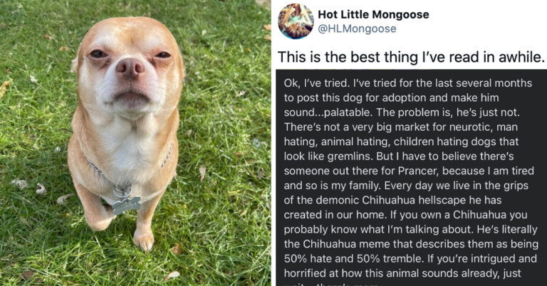 Viral Chihuahua “Hates Everything” But The Internet Can’t Get Enough Of Him