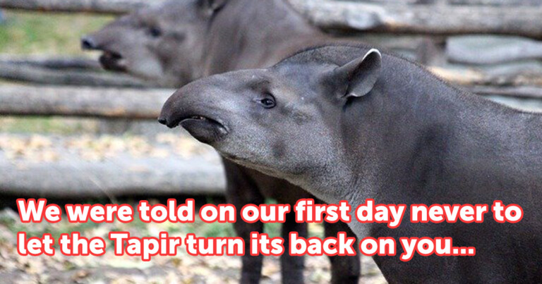 Zookeepers Are Sharing Their Most Messed Up Behind-The-Scenes Stories (25 Stories)